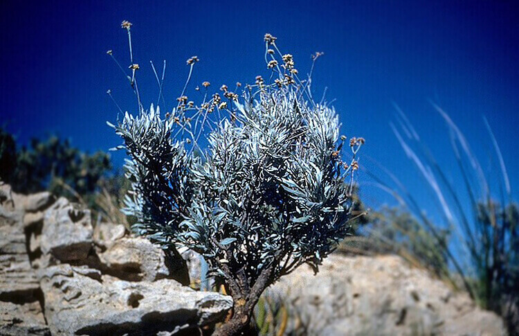 guayule az új gumi alapanyag